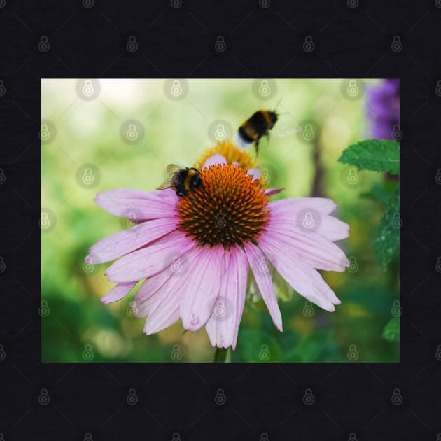 Echinacea Purpurea with Bees by jojobob